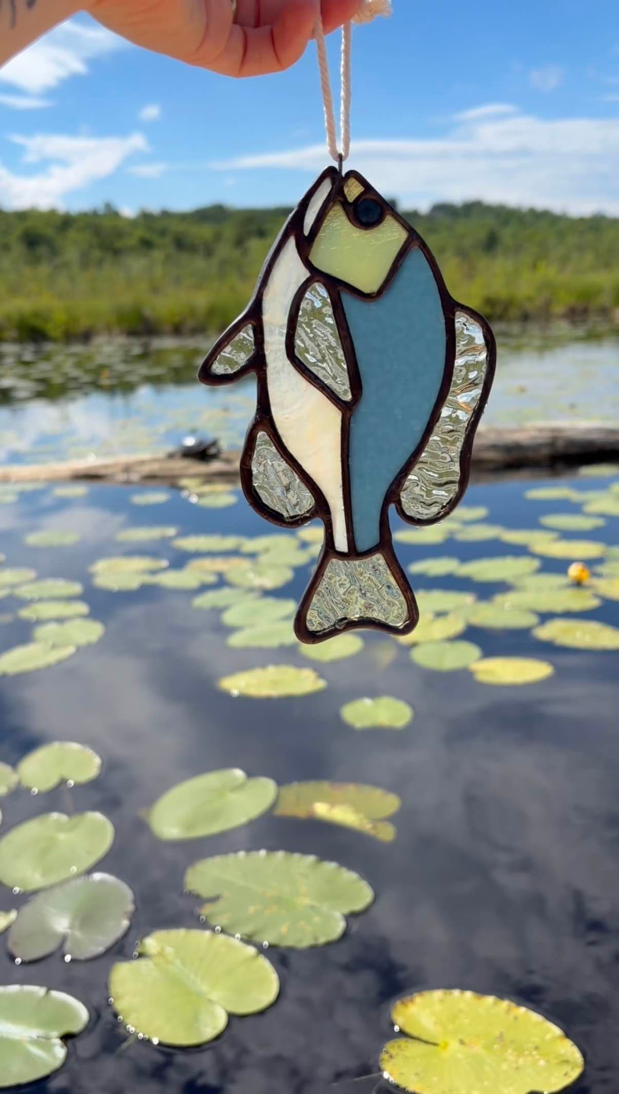 Baby Sunfish