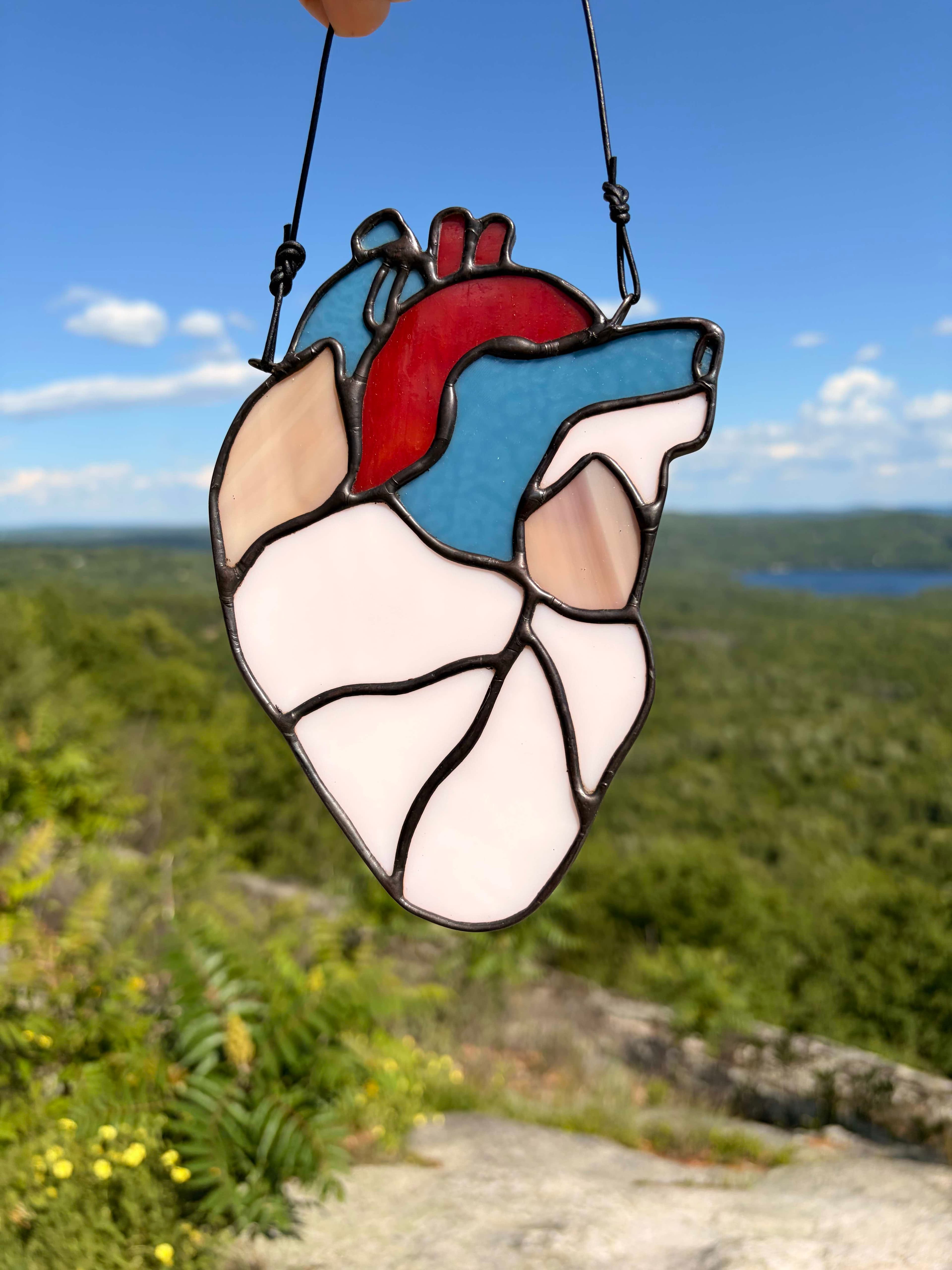Heart with Anatomical Colors